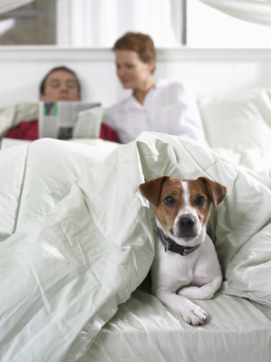 dog in bed with family