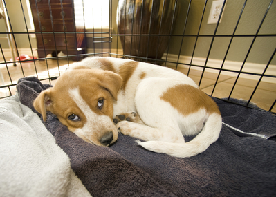 Dog in a training crate